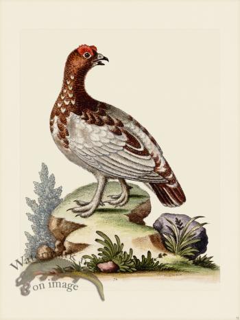 Edwards 072 White Partridge